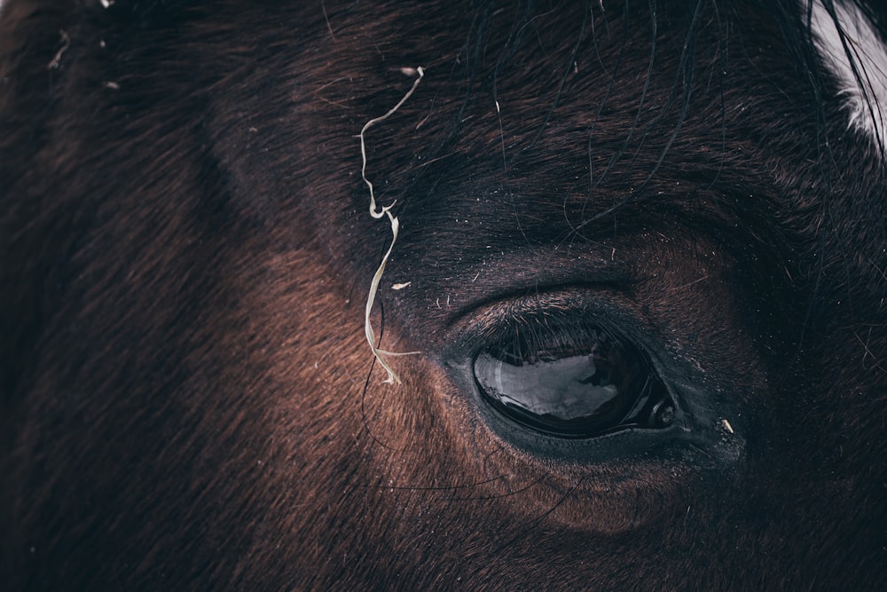 brown horse photograph