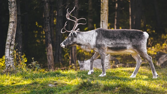 gray and black deer on green grass near forest trees in Järvsö Sweden