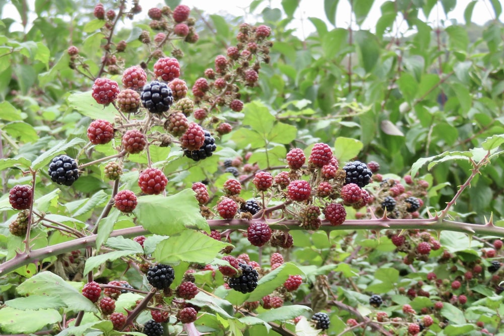 red and black grapes