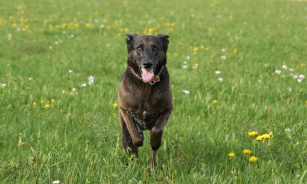 black and tan dog