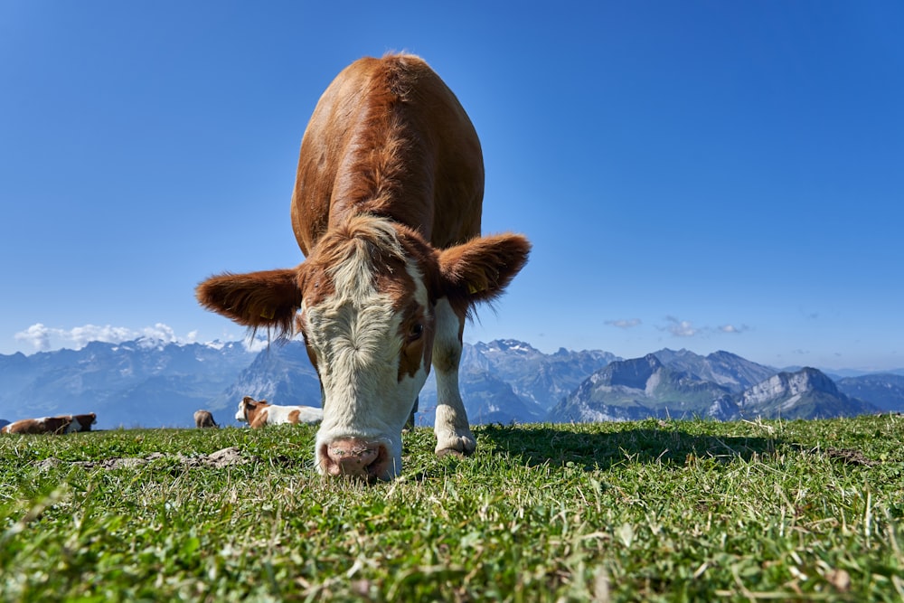 white and brown cow