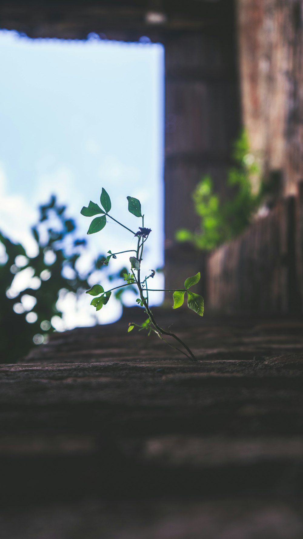 green leaf plant