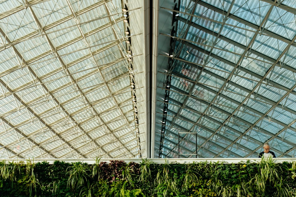 man inside green house