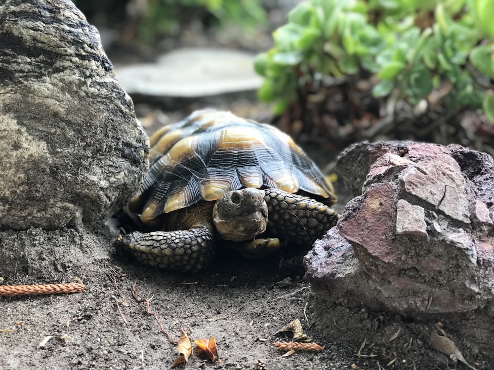 brown and black turtle