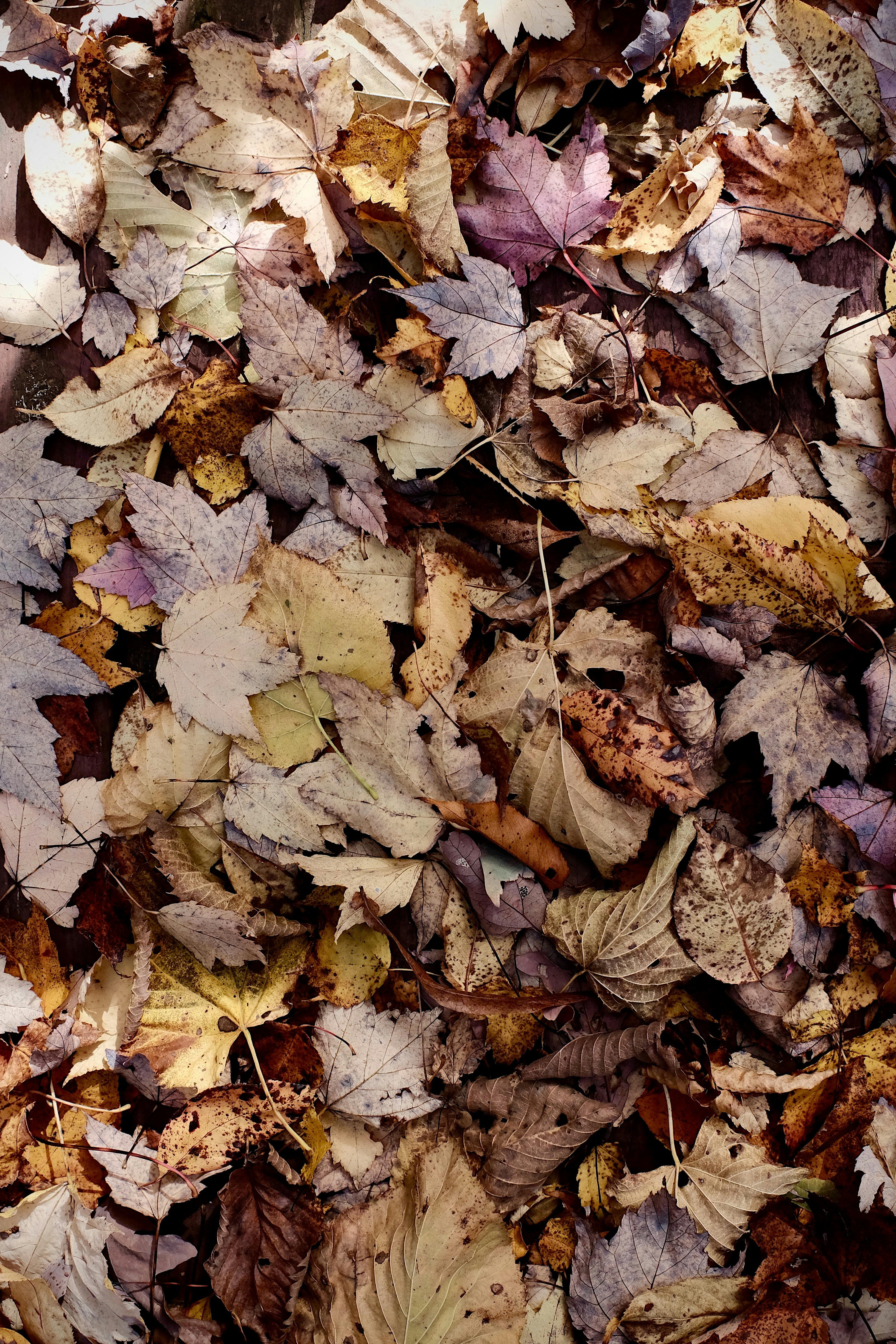 Photo by dave_kovacs