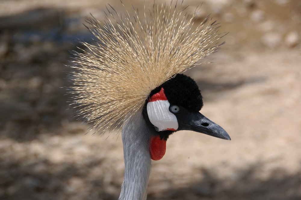 white and black bird head