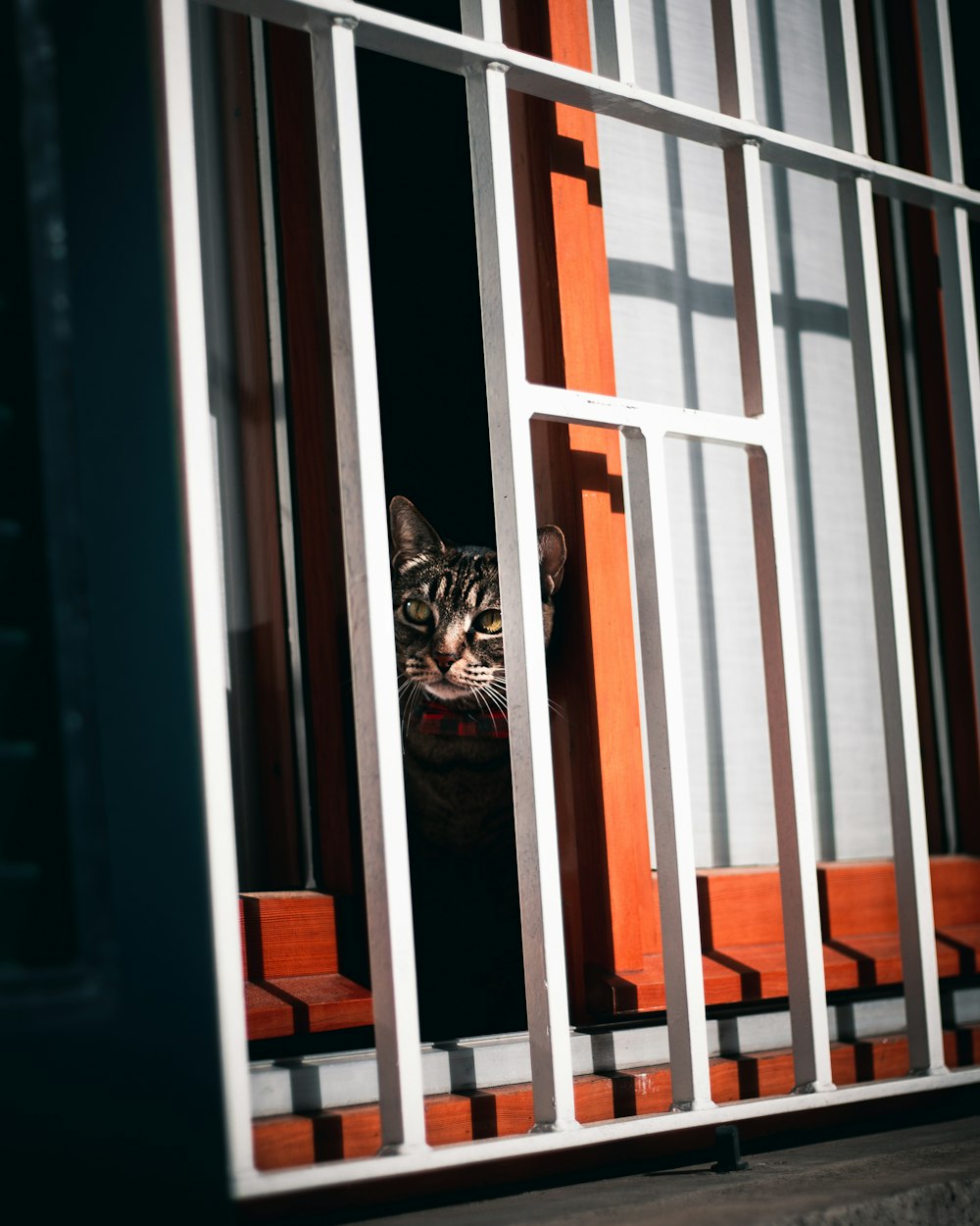 Eine Katze guckt aus einem Fenster