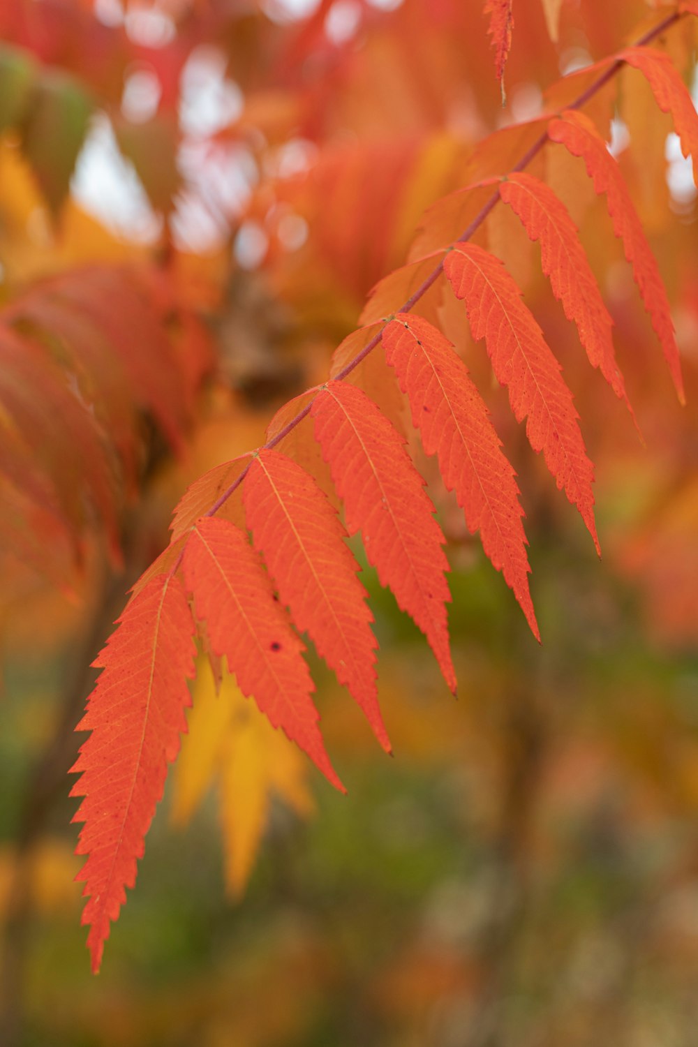 messa a fuoco selettiva delle foglie rosse