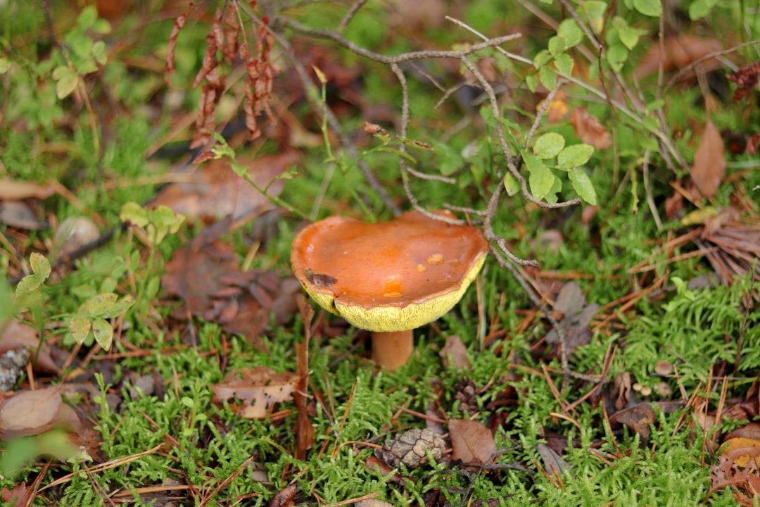 selective focus photography of brown mushroom during daytime