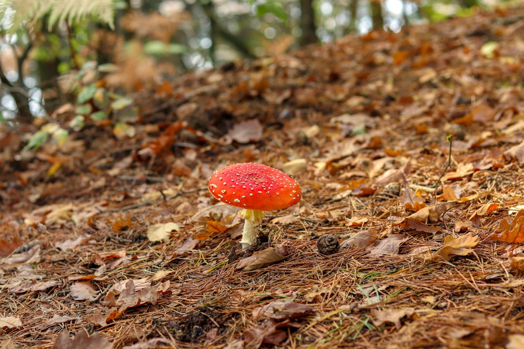 red mushroom