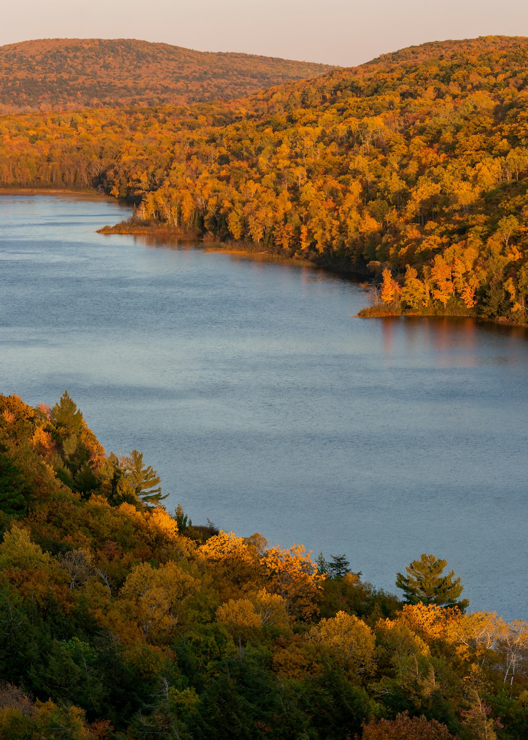 trees near body of water