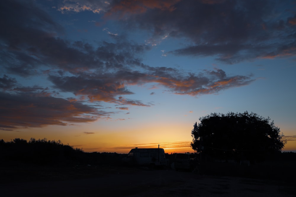 silhouette of trees during daytime