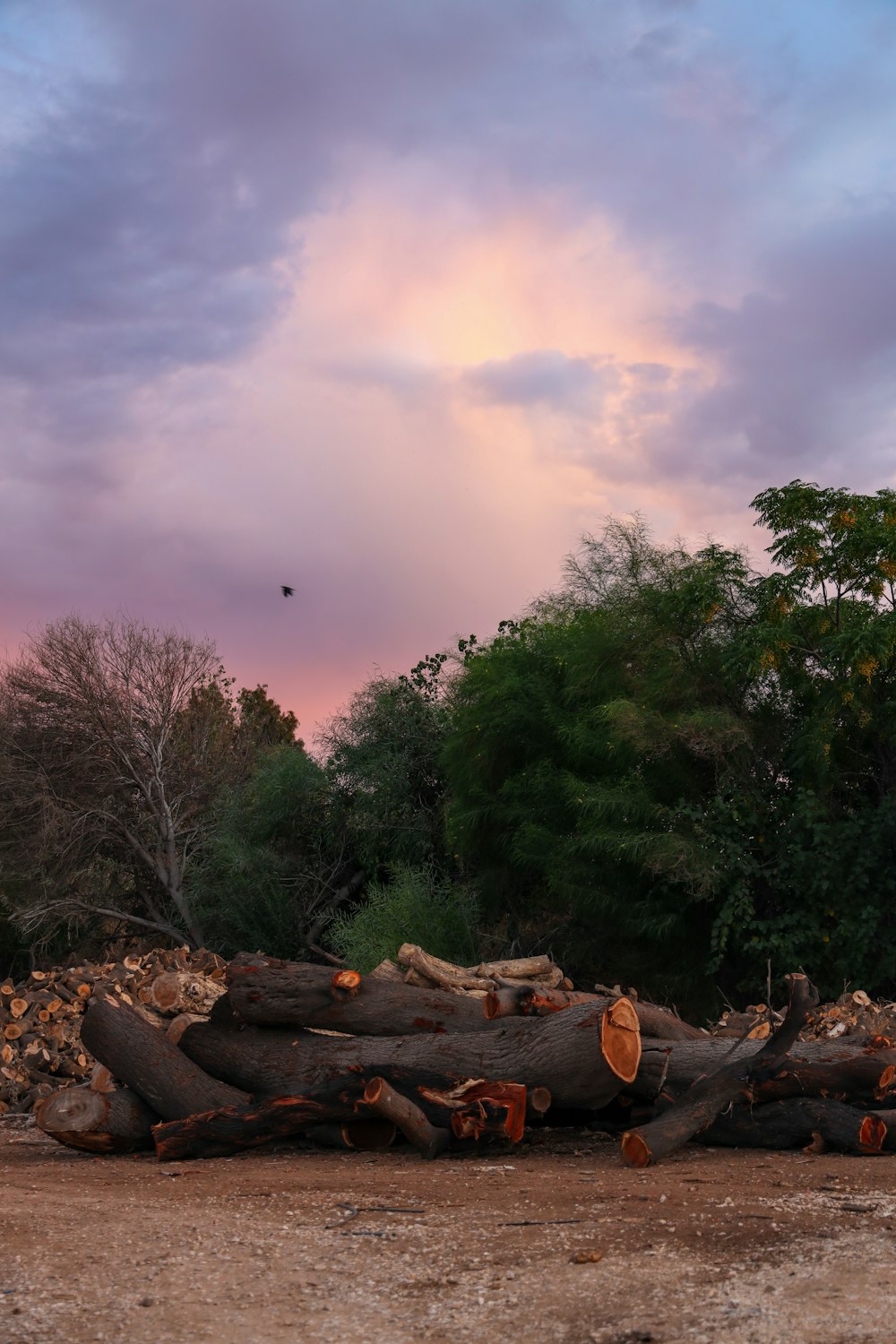 logs near trees