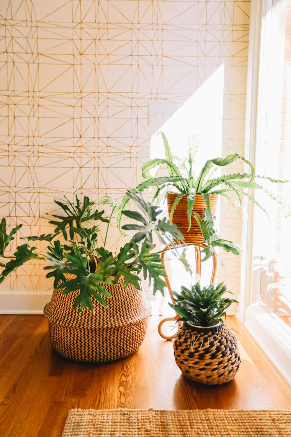 pots of green plants beside wall