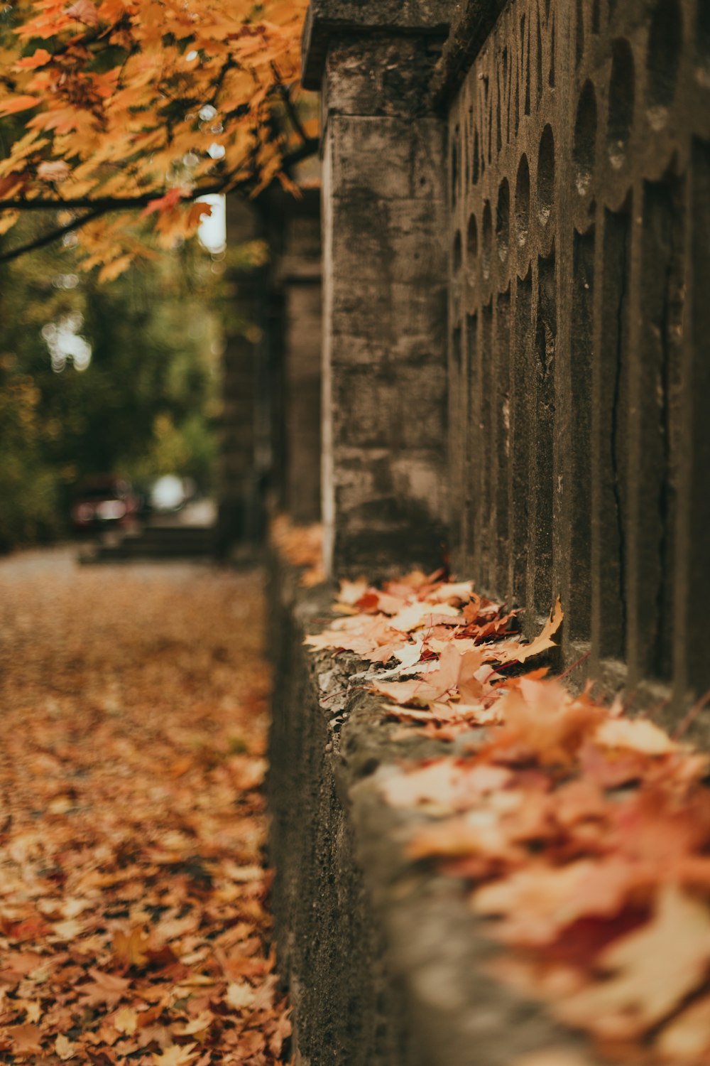 a leaf covered sidewalk next to a building