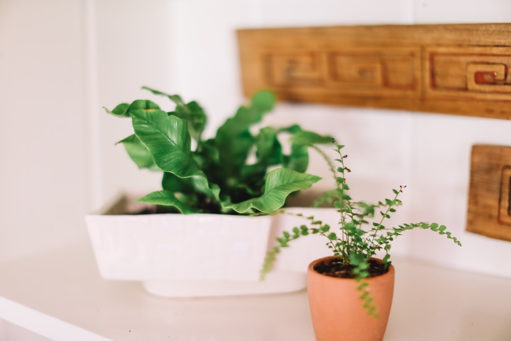 planta de folha verde