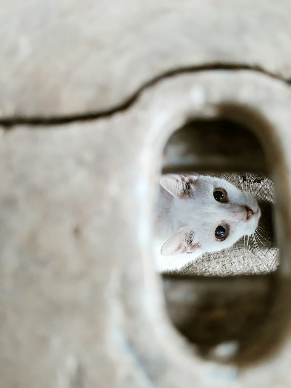 a white kitten peeking out of a hole in a cement wall
