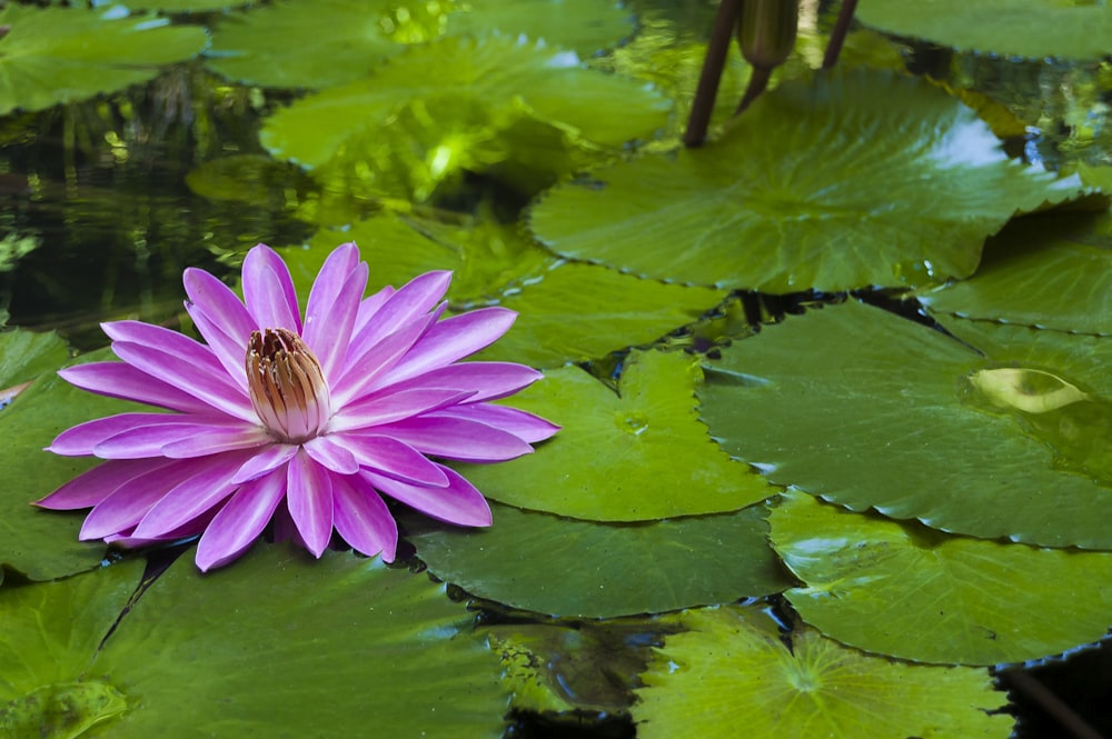 pink lily flower on green lily pods