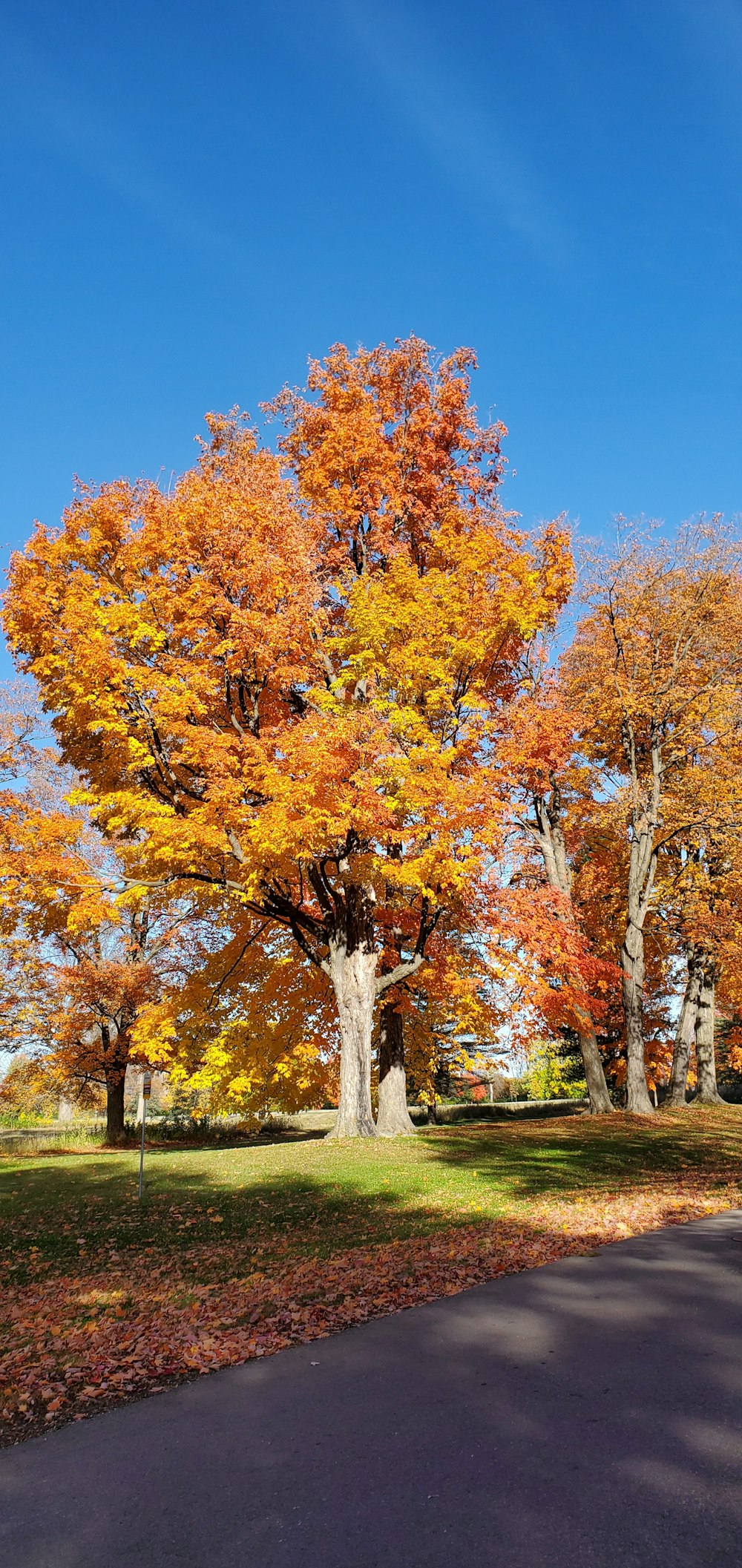 yellow trees near road