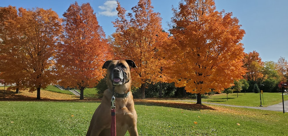 short-coated brown dog on green grass during daytime