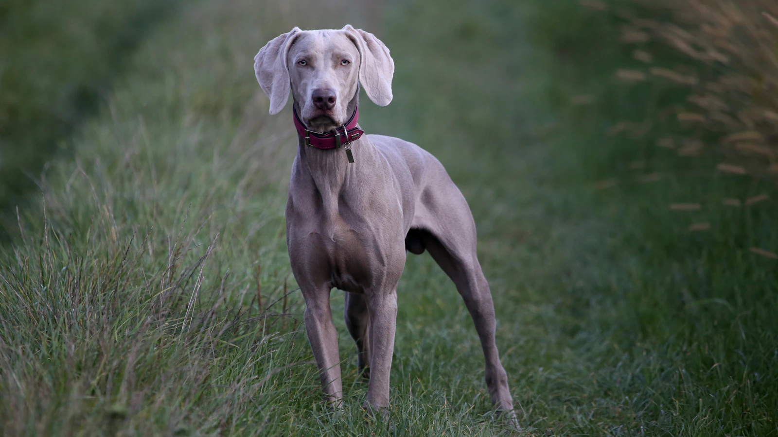 Adult silver-grey Weimaraner standing on grass, photo by Nathalie SPEHNER on Unsplash