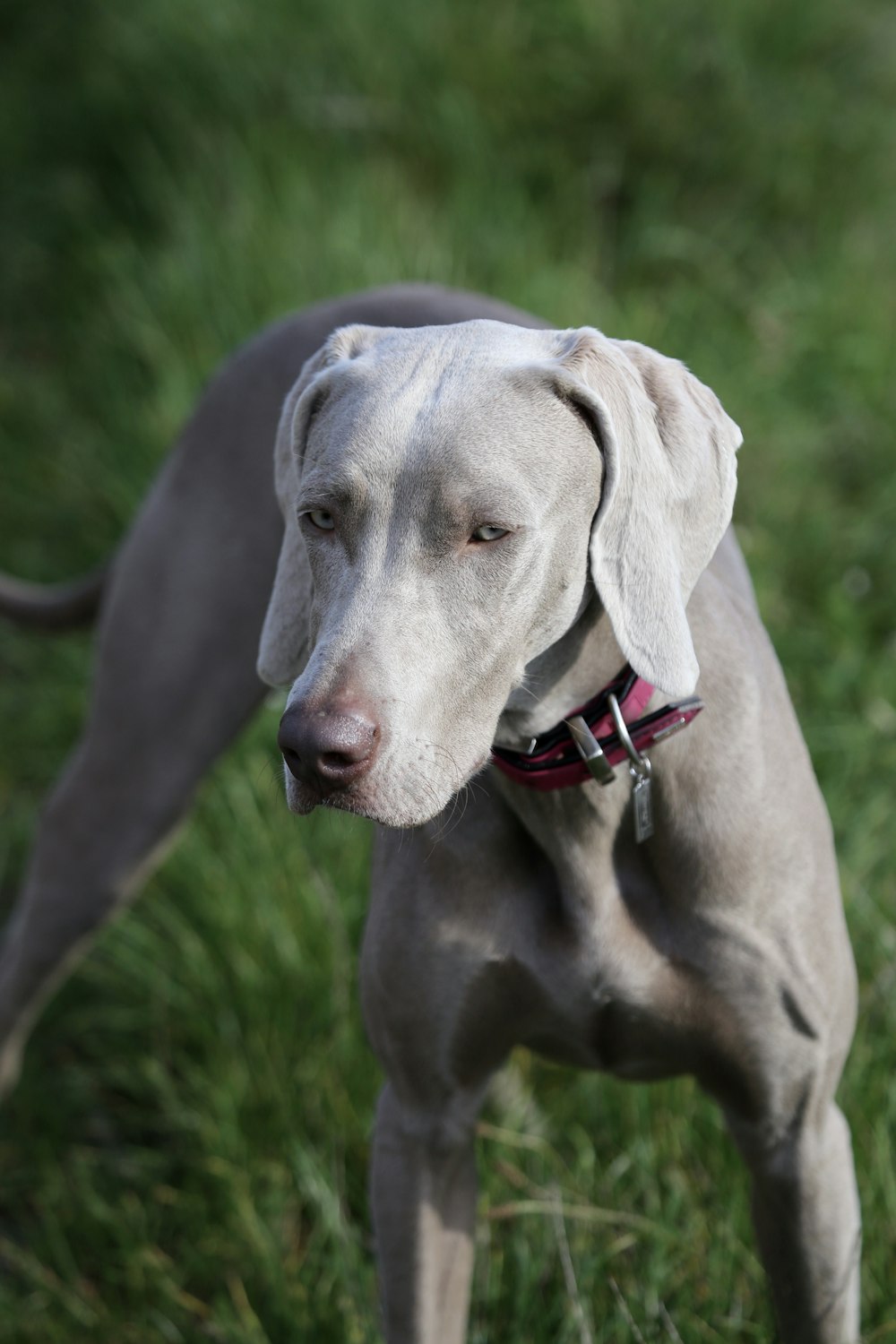 Perro gris de pelo corto