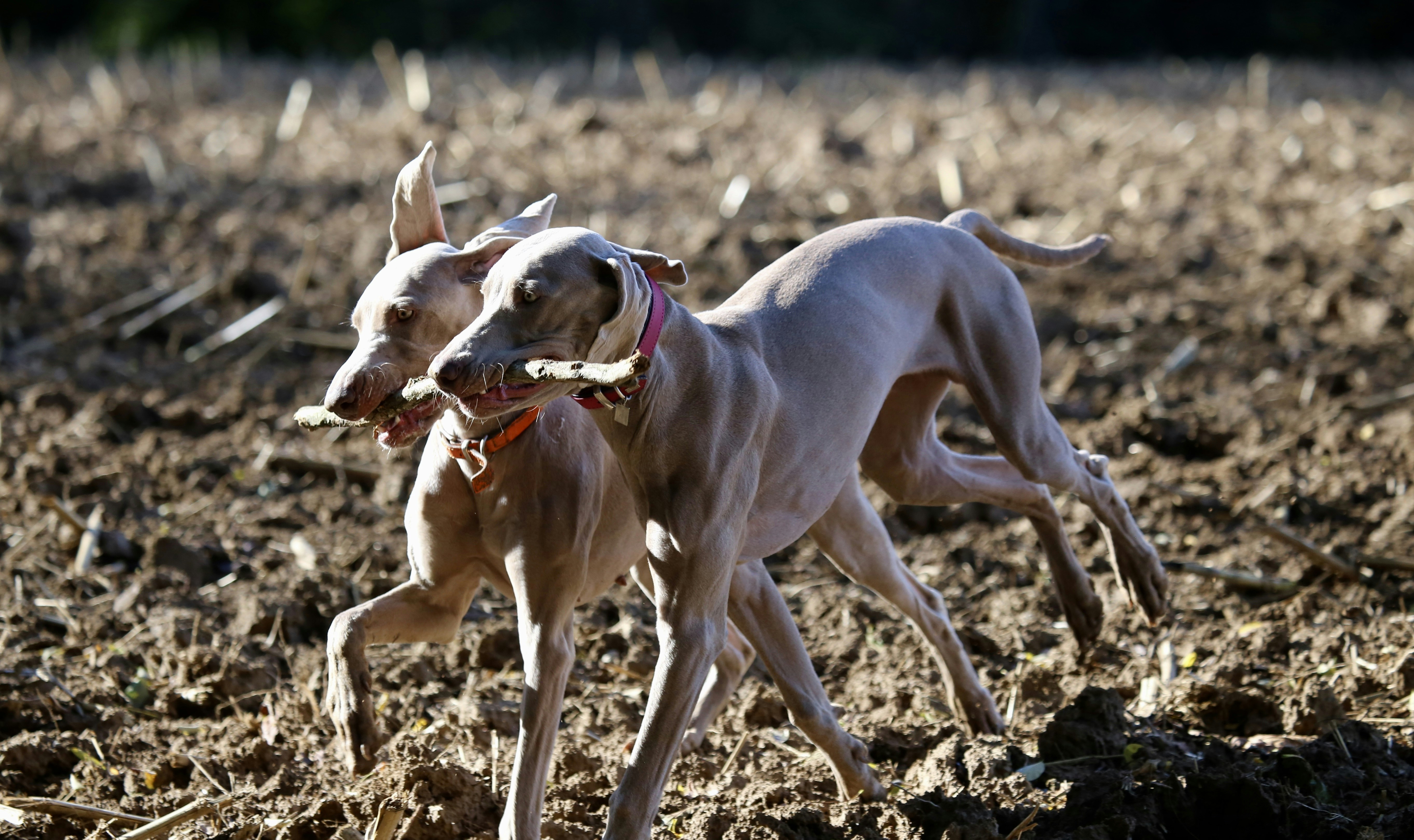 weimaraner whippet