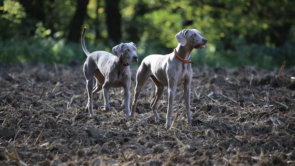 two gray dogs on ground surrounded by trees and plants