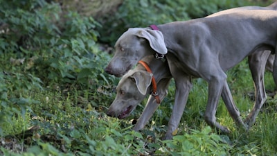 A group of greyhounds enjoying a peaceful walk together.
