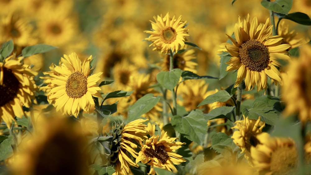 yellow sunflower field