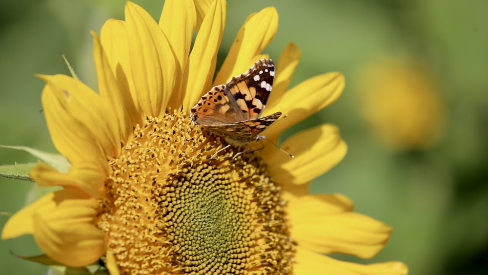 selective focus photography of brown and black butterfly on yellow sunflower