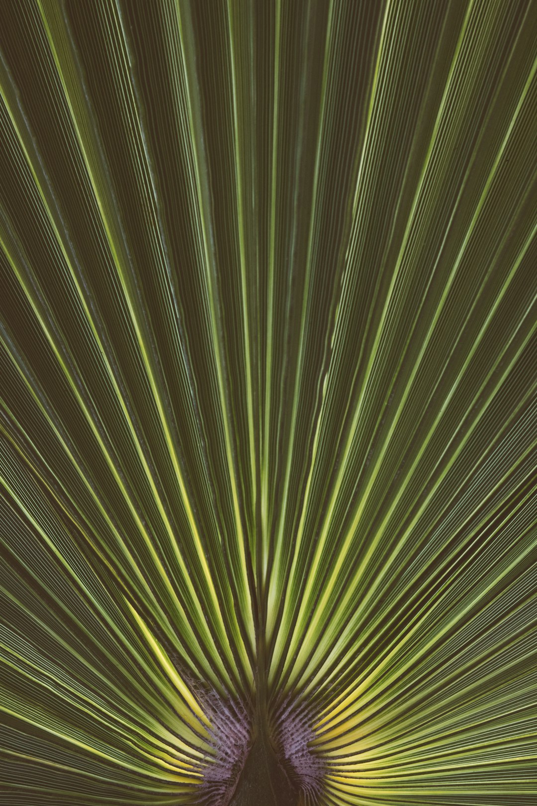 green palm leaf in closeup photography