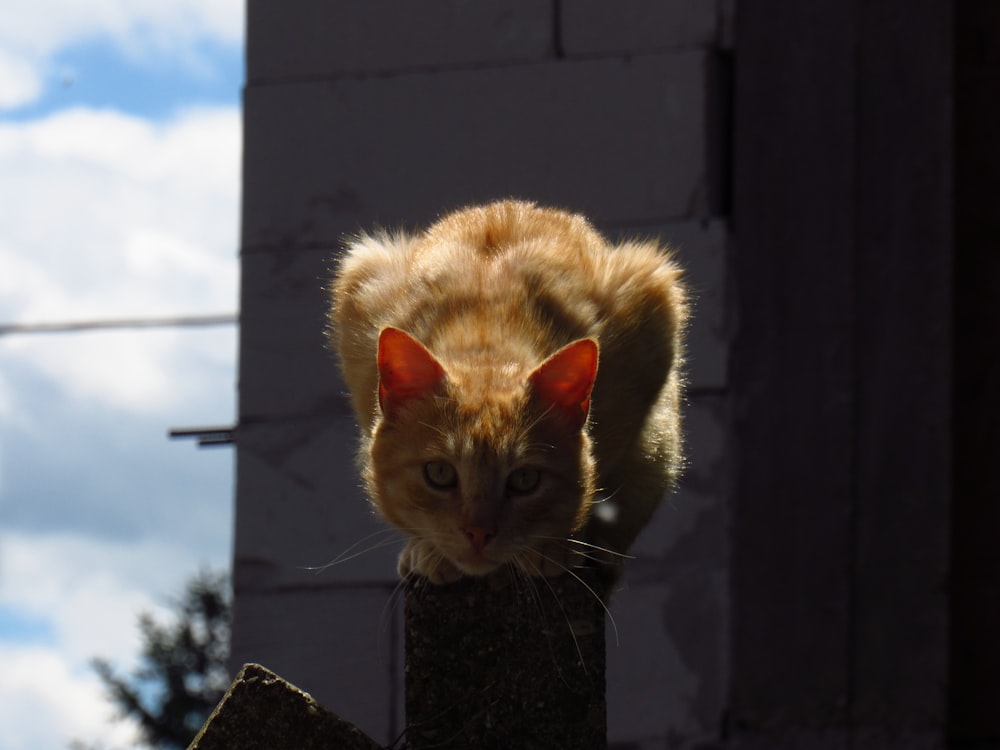orange and gray tabby cat standing on wooden pot during dayitme
