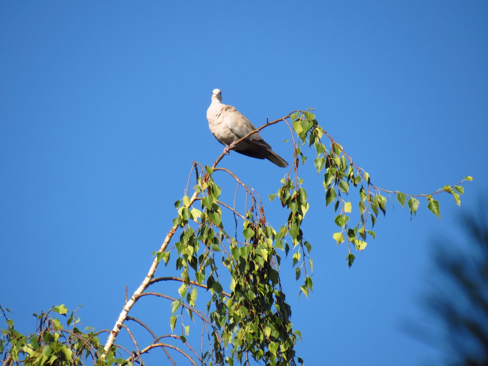 gray dove perched on green tree during daytime