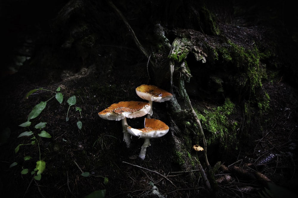 three orange and white mushrooms beside moss