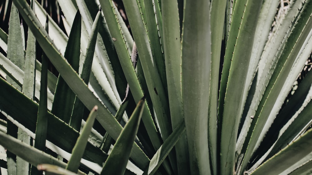 green-leafed plant