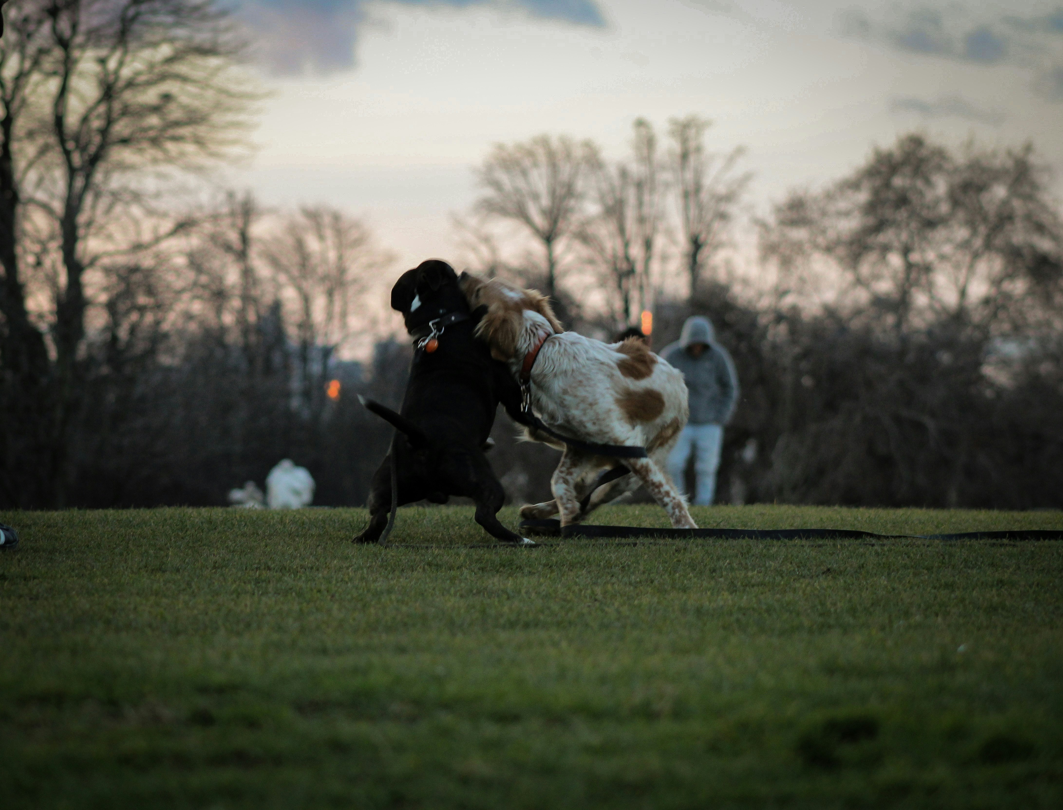 two short-coated white and black dogs on grass field