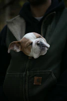Smiling puppy with a custom hoodie looking up lovingly at its owner in a park.