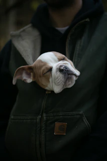 Smiling puppy with a custom hoodie looking up lovingly at its owner in a park.