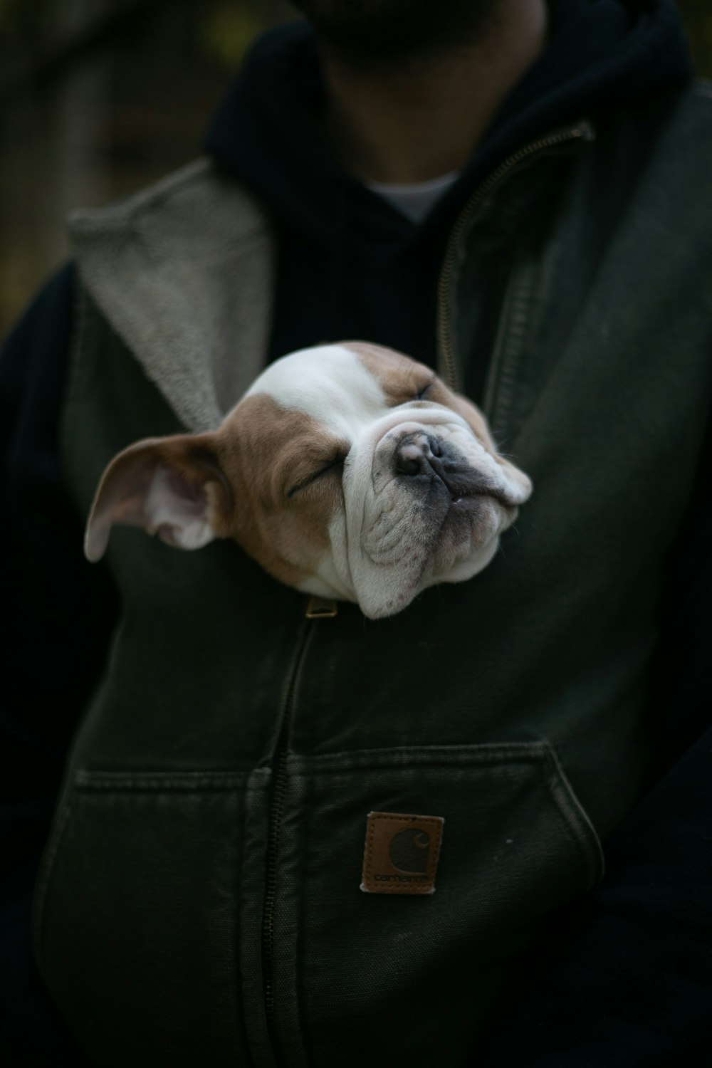 person carrying short-coat brown and white dog