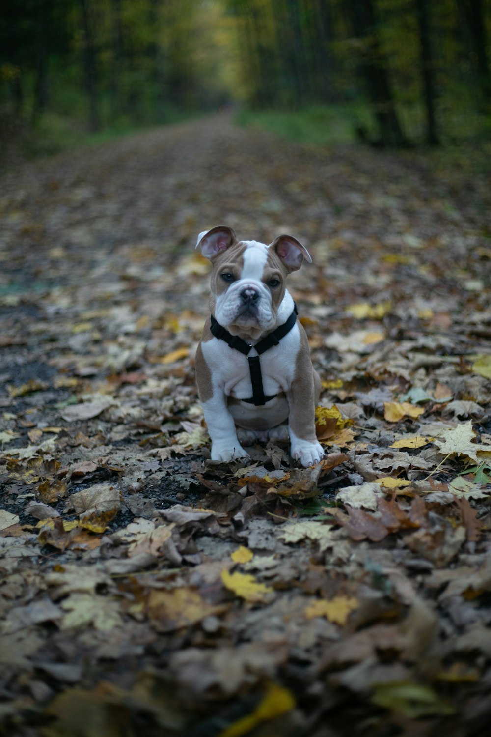 short-coated white and brown dog on leaf