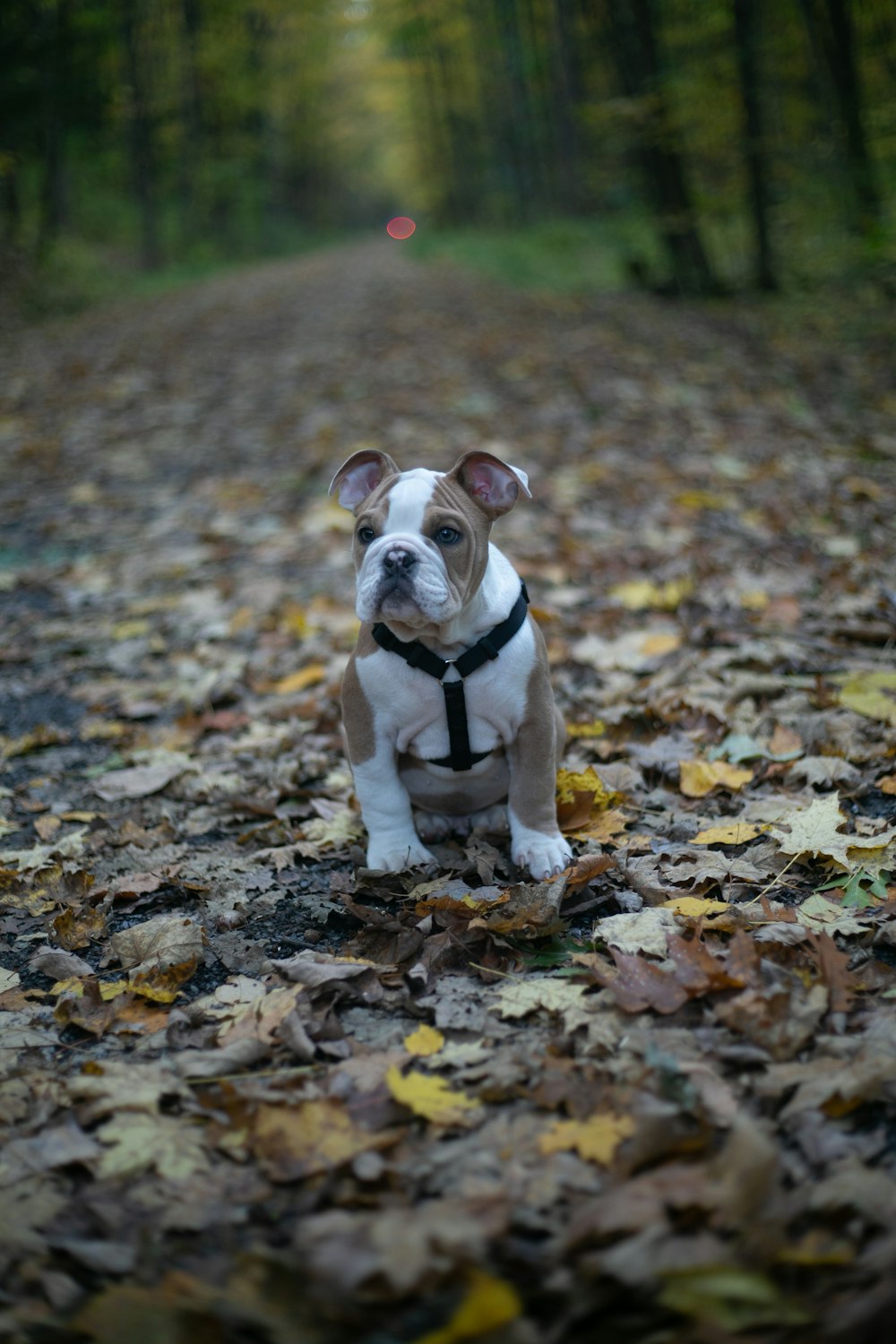 white and beige puppy in forest