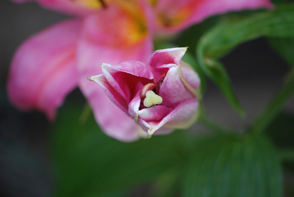 昼間のピンクの花