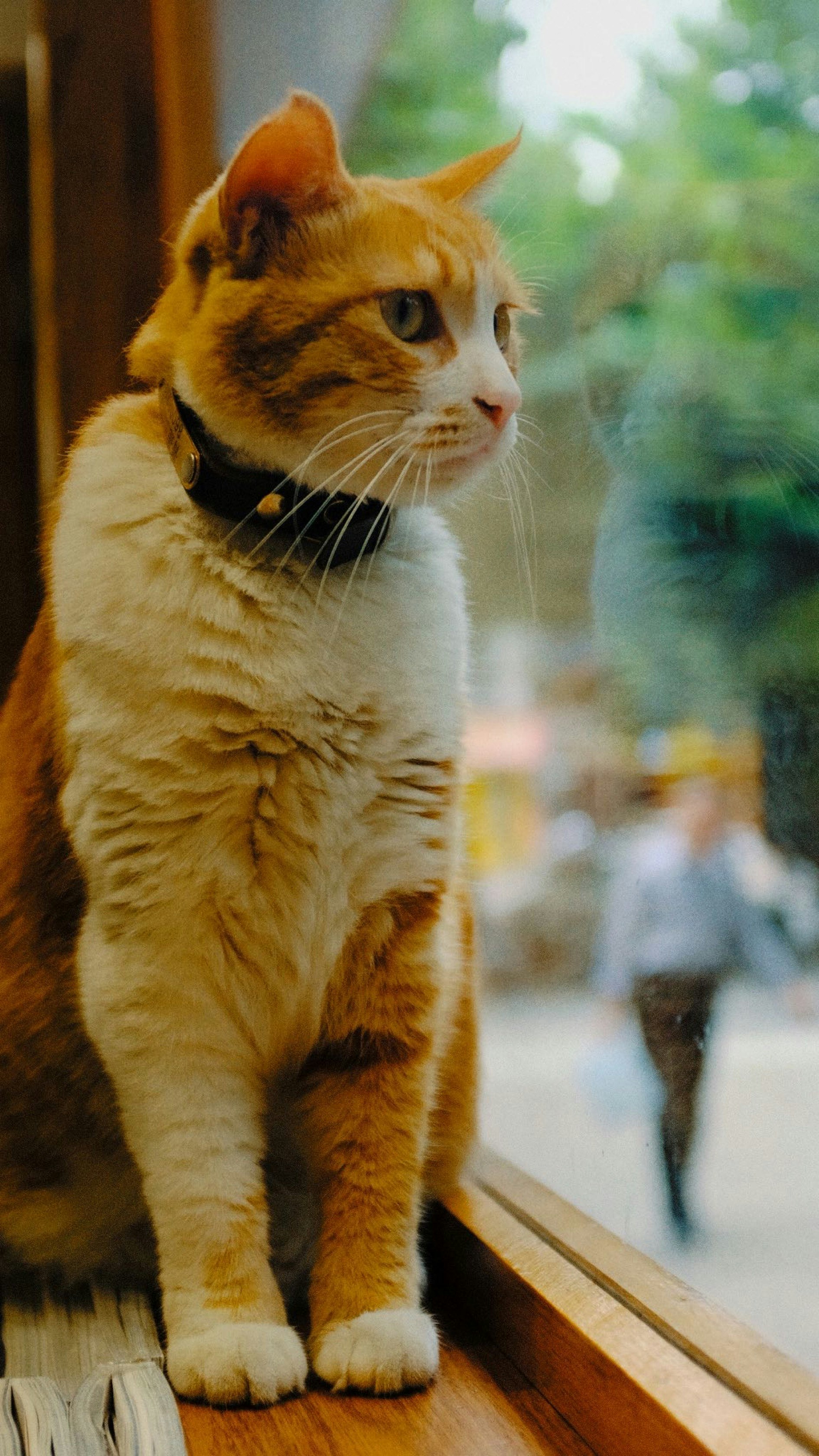 orange and white cat