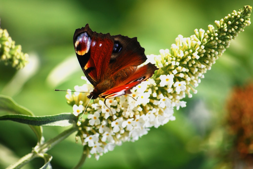 red butterfly on white flower