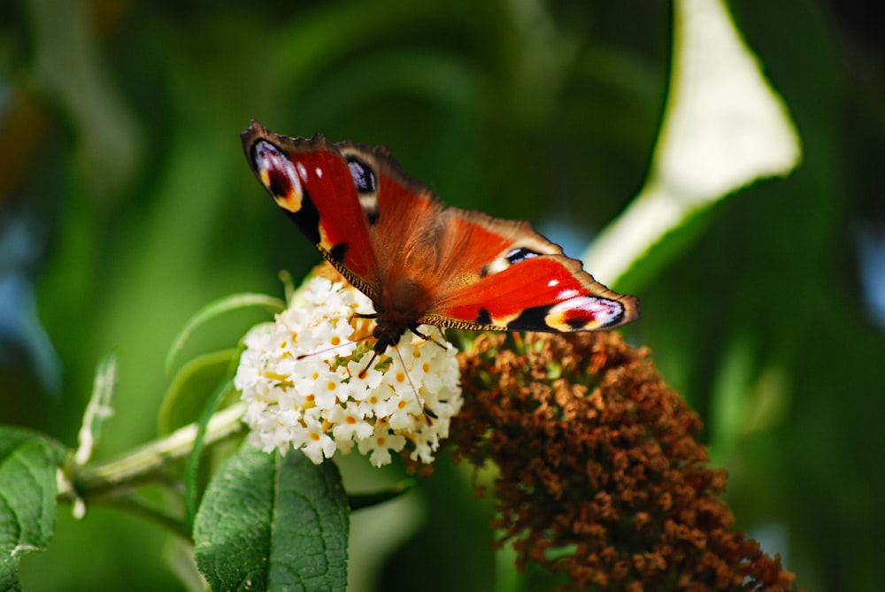 red and brown butterfly