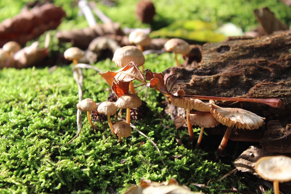 brown mushroom