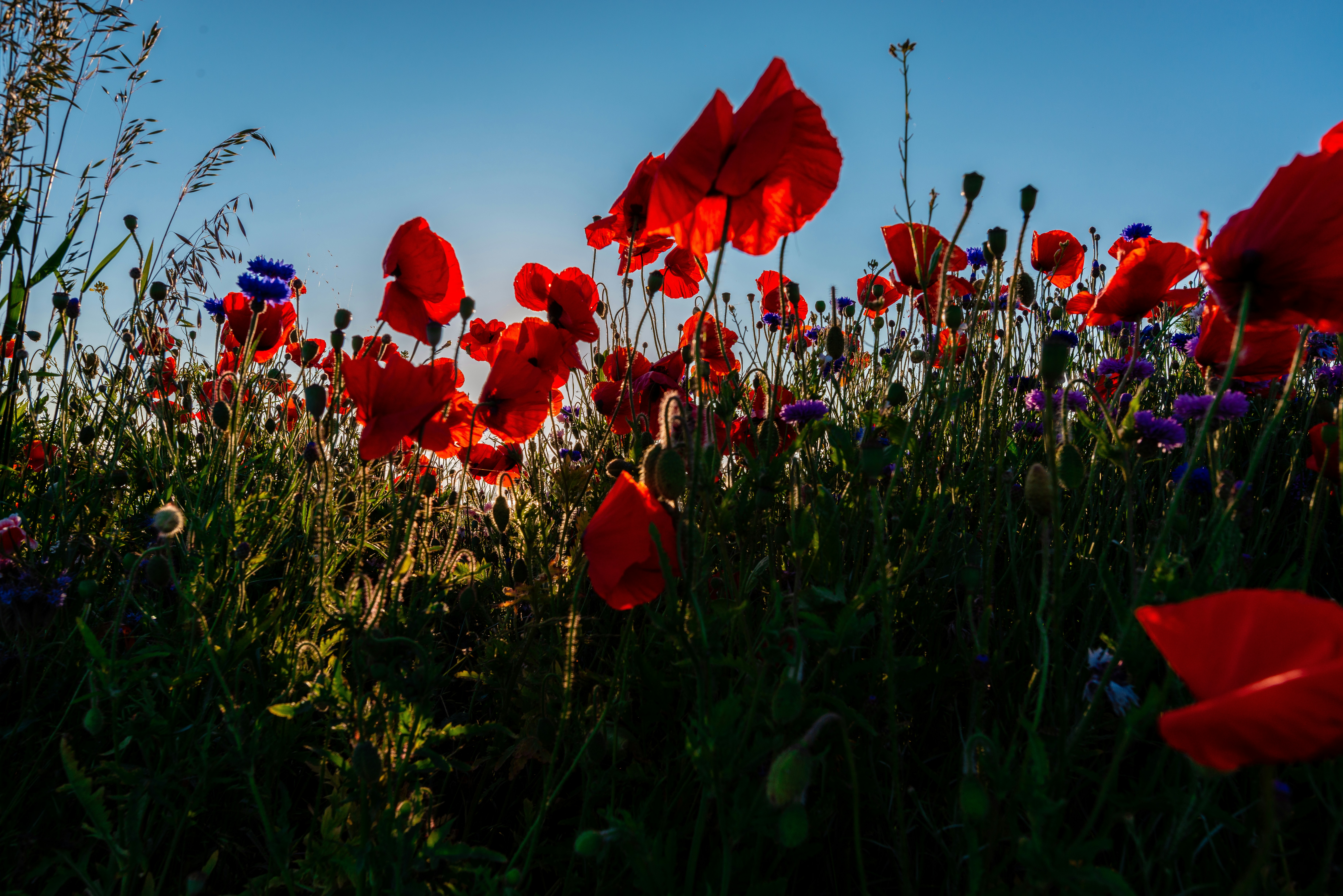 Photo by jonassmith
