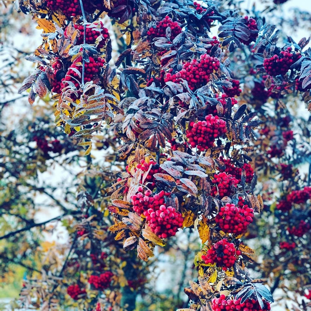 a tree filled with lots of red berries