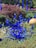 A vibrant garden features intricate blue glass sculptures that resemble plant tendrils amidst lush greenery and reddish-purple bushes. In the background, a spherical orange glass object sits among the foliage, with clusters of blooming pink flowers adding color to the scene.